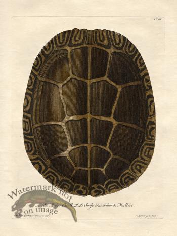 Trew Turtle Shell 24
